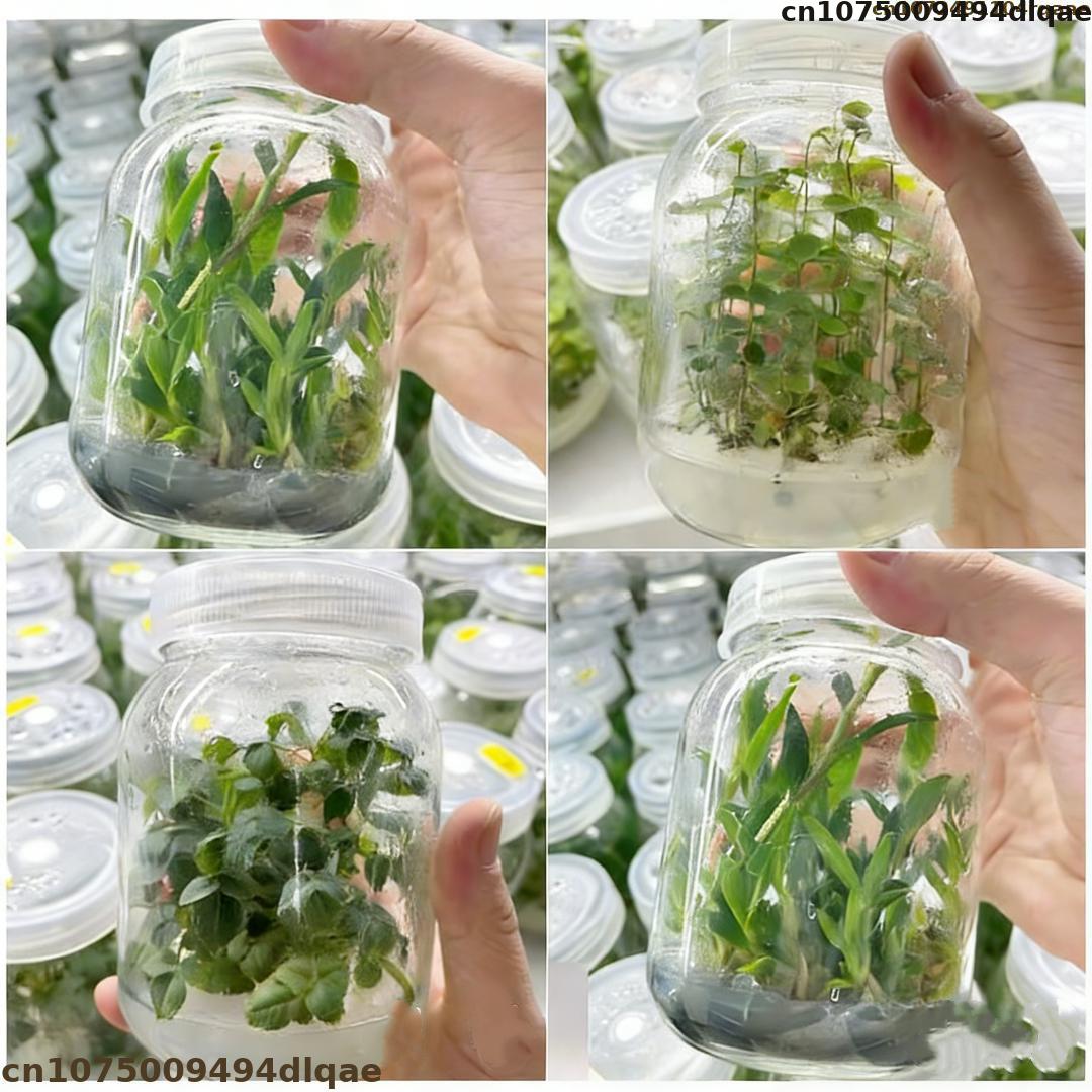 Agar Tissue Culture - 植物組織培養用アガーパウダー 高ゲル強度 ラボグレード MS培地 植物の微細繁殖に適しています