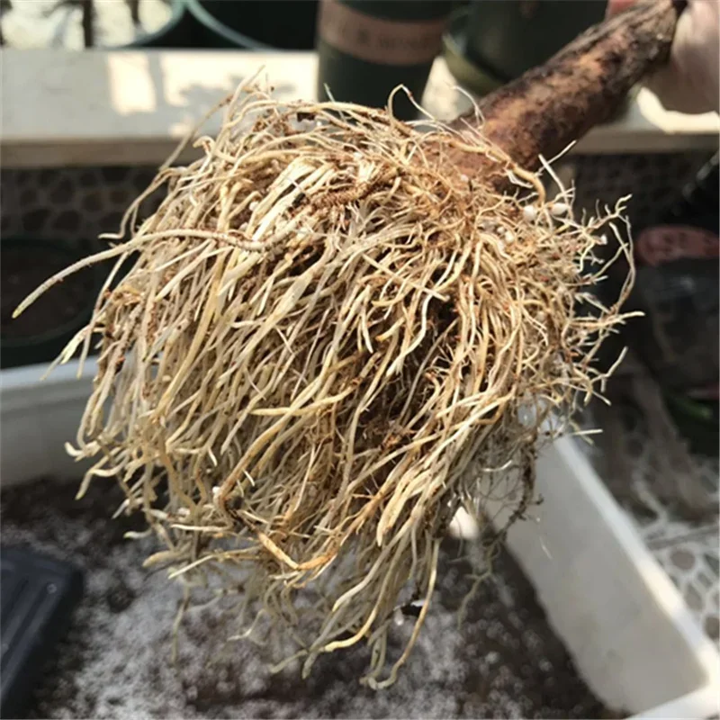 急速発根パウダー、ホルモンレギュレーター、成長苗の回復、発芽 - Rooting Hormone Powder のレビューと価格