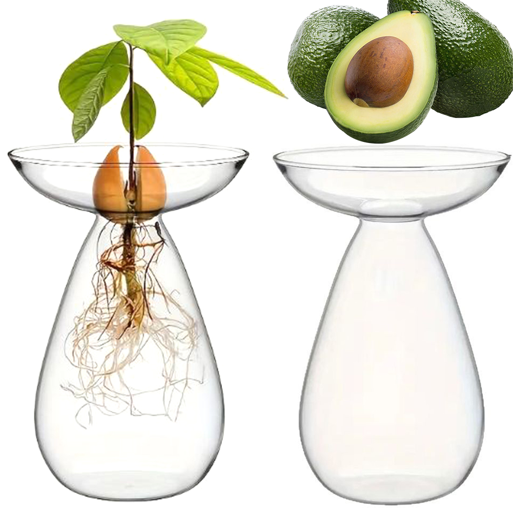 アボカド種子スターターベース透明植物繁殖ステーションガラス1 - Propagation Station Vase のレビューと価格